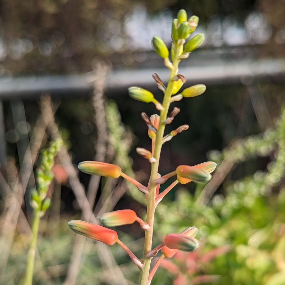 Aloe White Fox – Aloe rauhii Succulent
