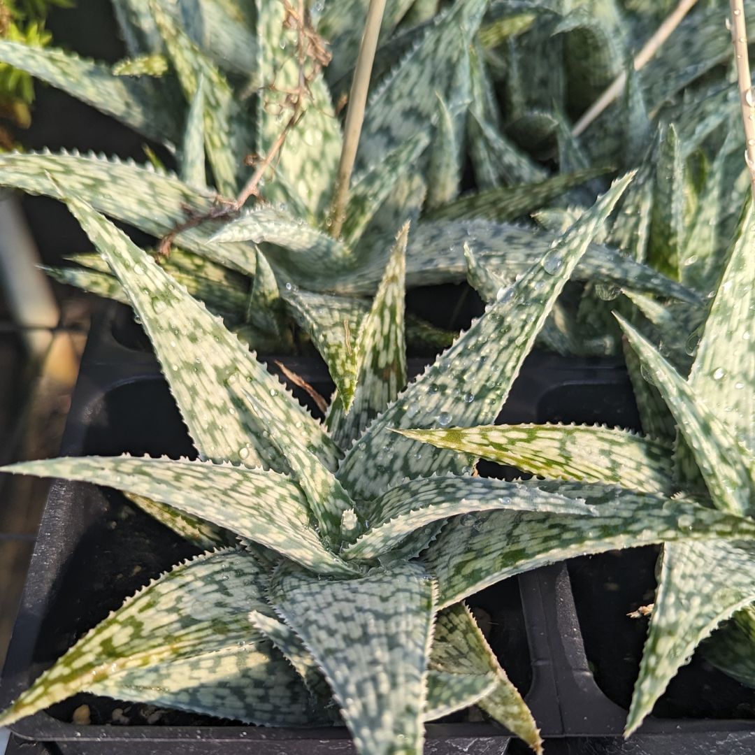 Aloe White Fox – Aloe rauhii Succulent