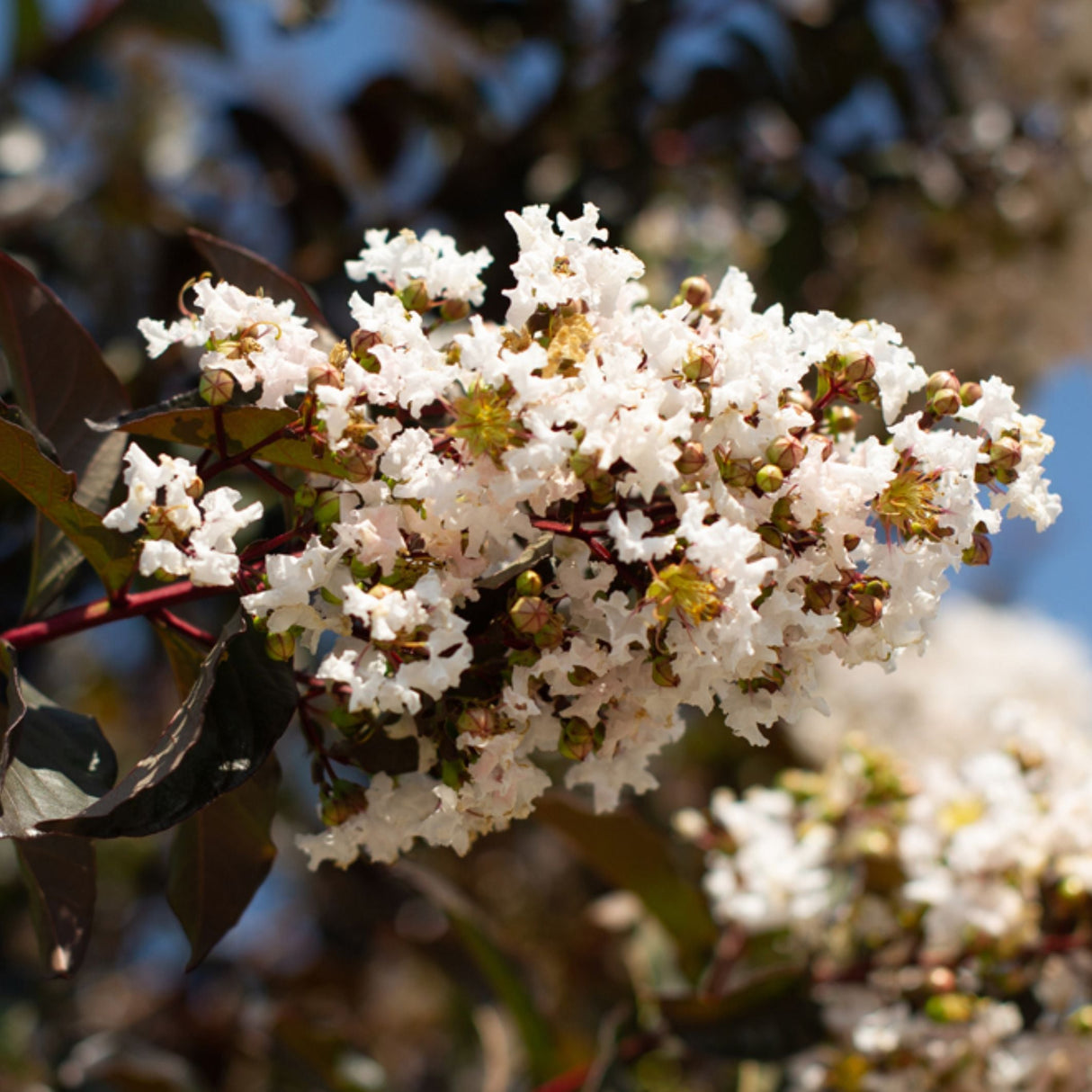 White Lightning Crape Myrtle Shrub