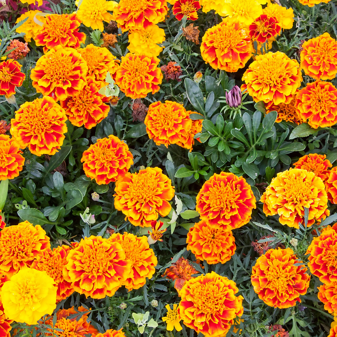Organic Red Orange Marigold Seeds – 20 Seeds