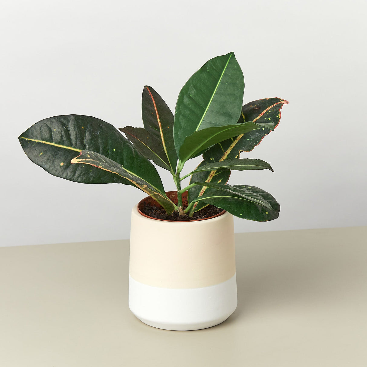Gradient Cylinder Ceramic Pot - 5 Inch