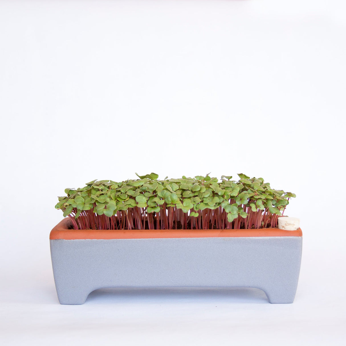 Large Microgreen Kit, Non-Toxic and Self-Watering