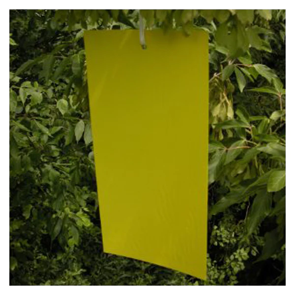Yellow bug sticky card hanging from green foliage