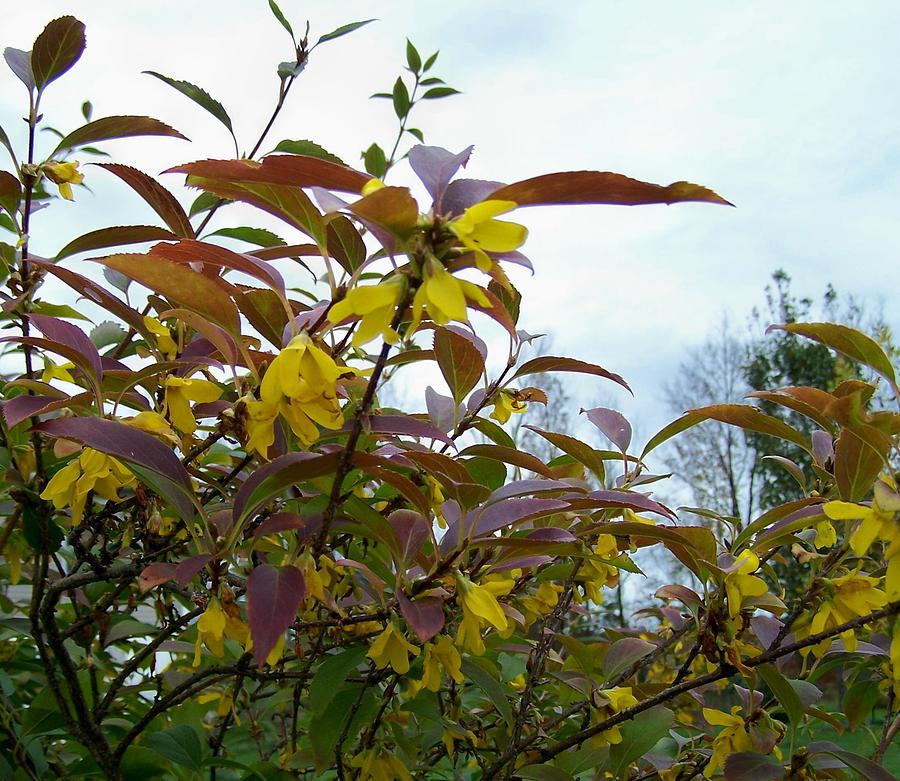 Yellow Forsythia Lynwood Variety Shrub