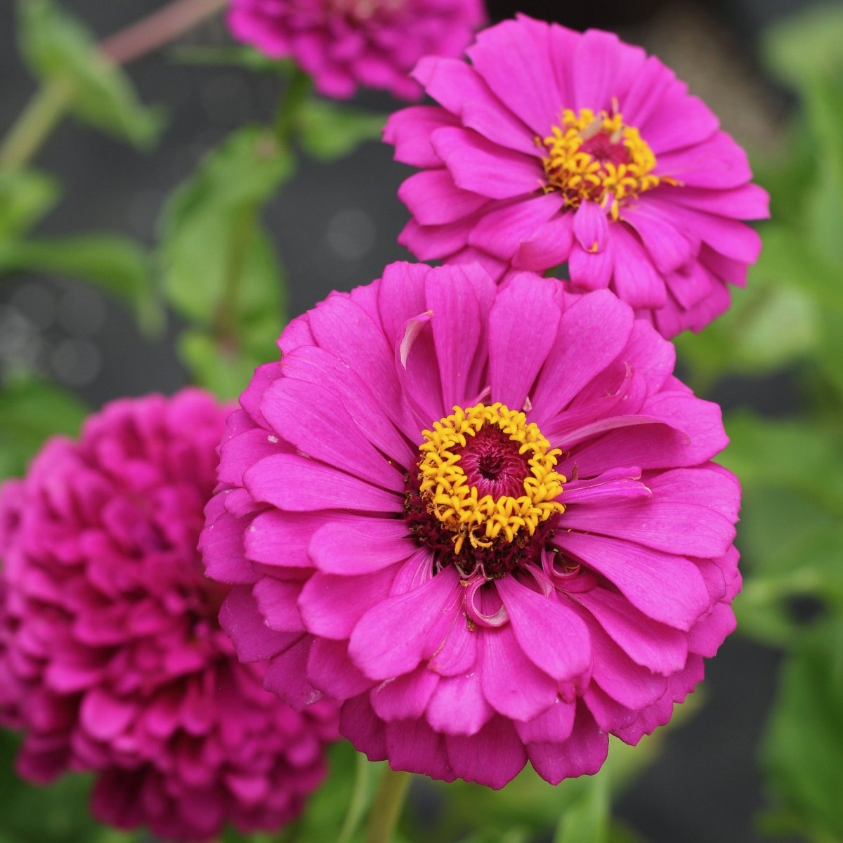 Close-up of pink zinnia flowers with a blurred green background