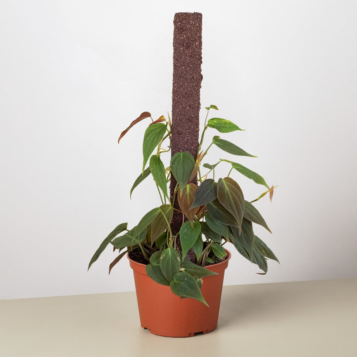 Velvet Philodendron Plant