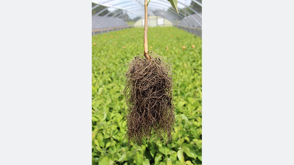 American Witch-Hazel Shrub