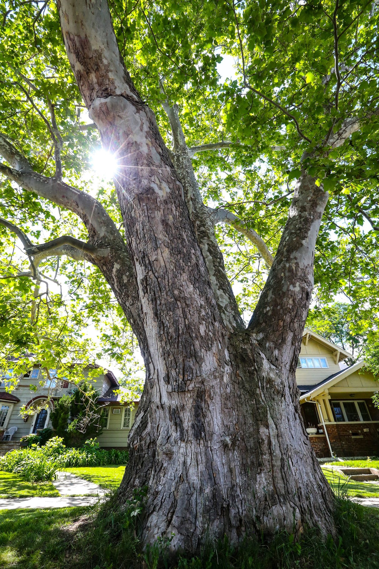 American Sycamore Native Shade Tree