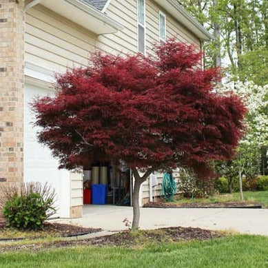 Bloodgood Japanese Maple Tree - Acer palmatum