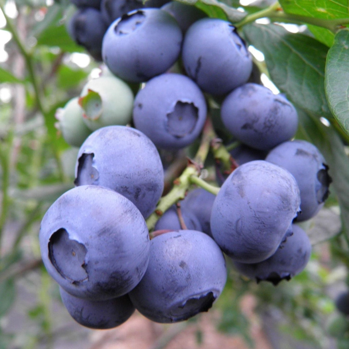 Chandler Blueberry Bush