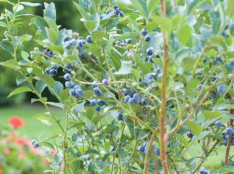 Chandler Blueberry Bush