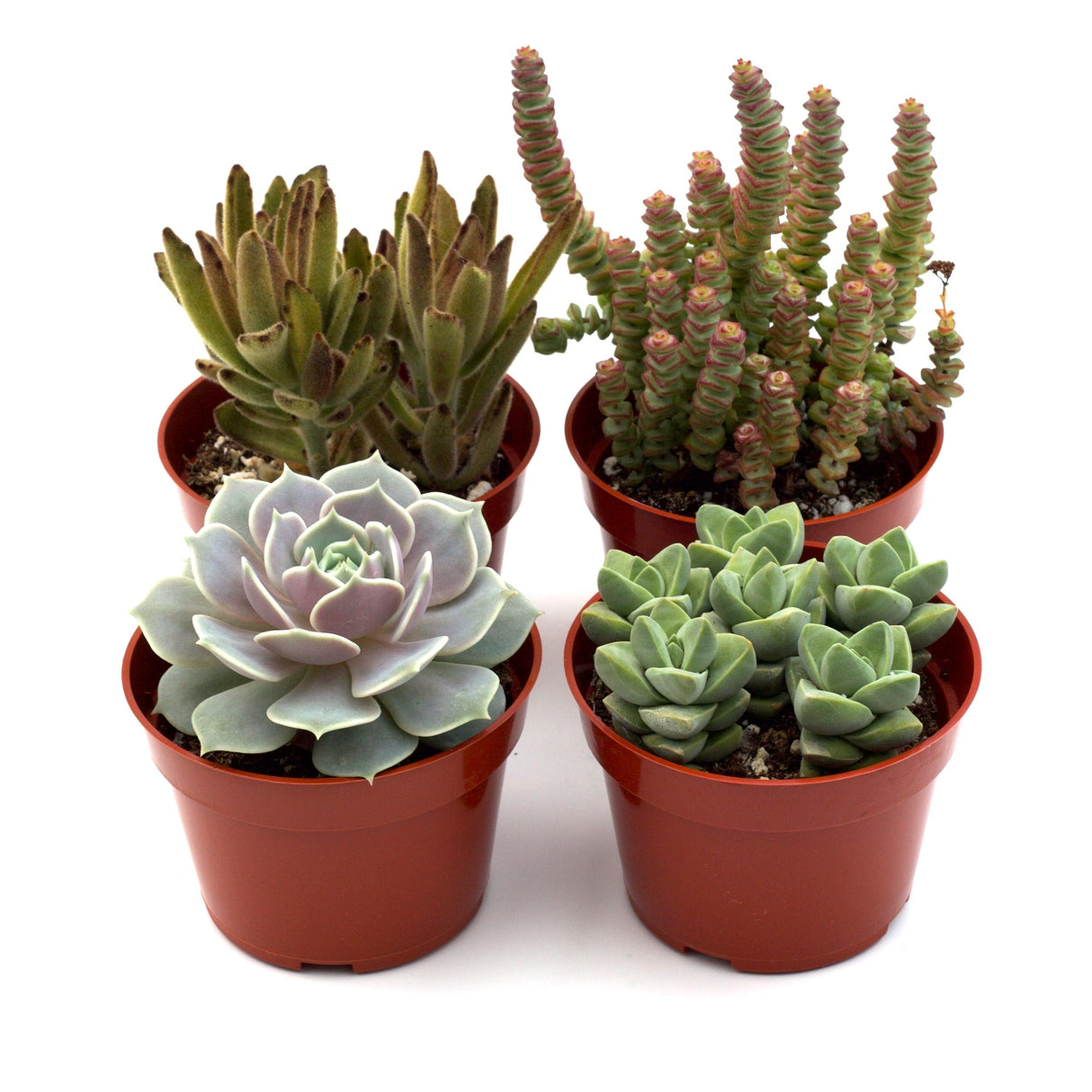 Assorted Succulent Variety Packs – 4" Potted Succulents