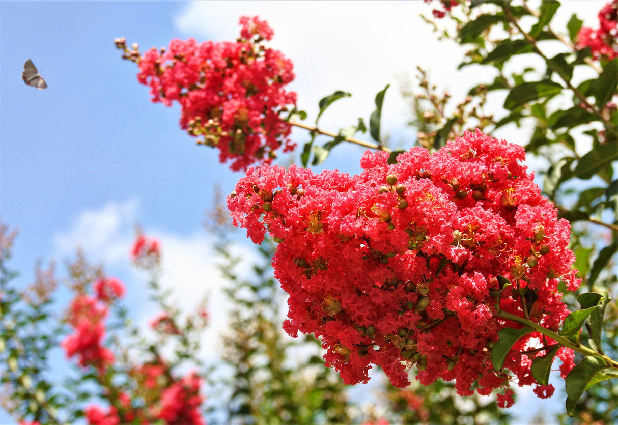 Scarlet Crape Myrtle Shrub