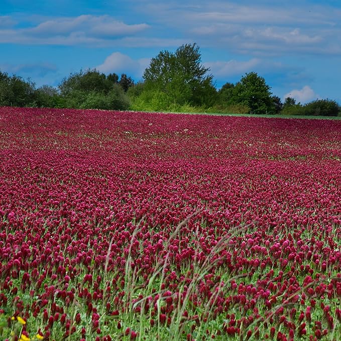 Napa Valley Wildflower Co Crimson Clover Cover Crop Seed – 1 oz
