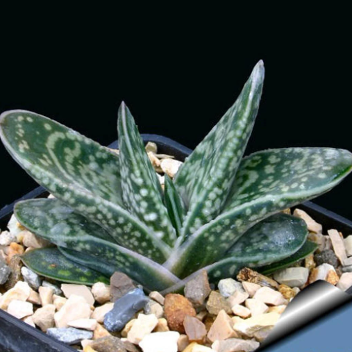 Gasteria Bicolor var. Liliputana Succulent Plant