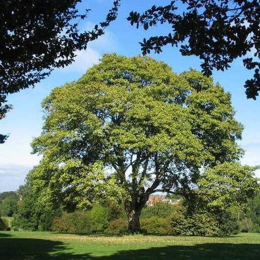 American Sycamore Native Shade Tree