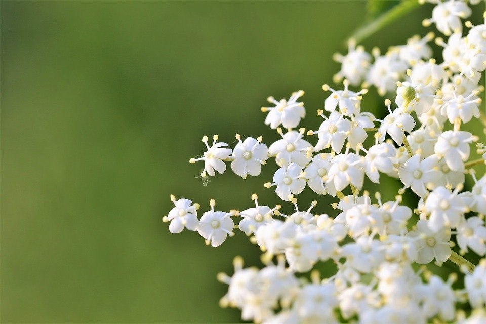 American Black Elderberry Bush