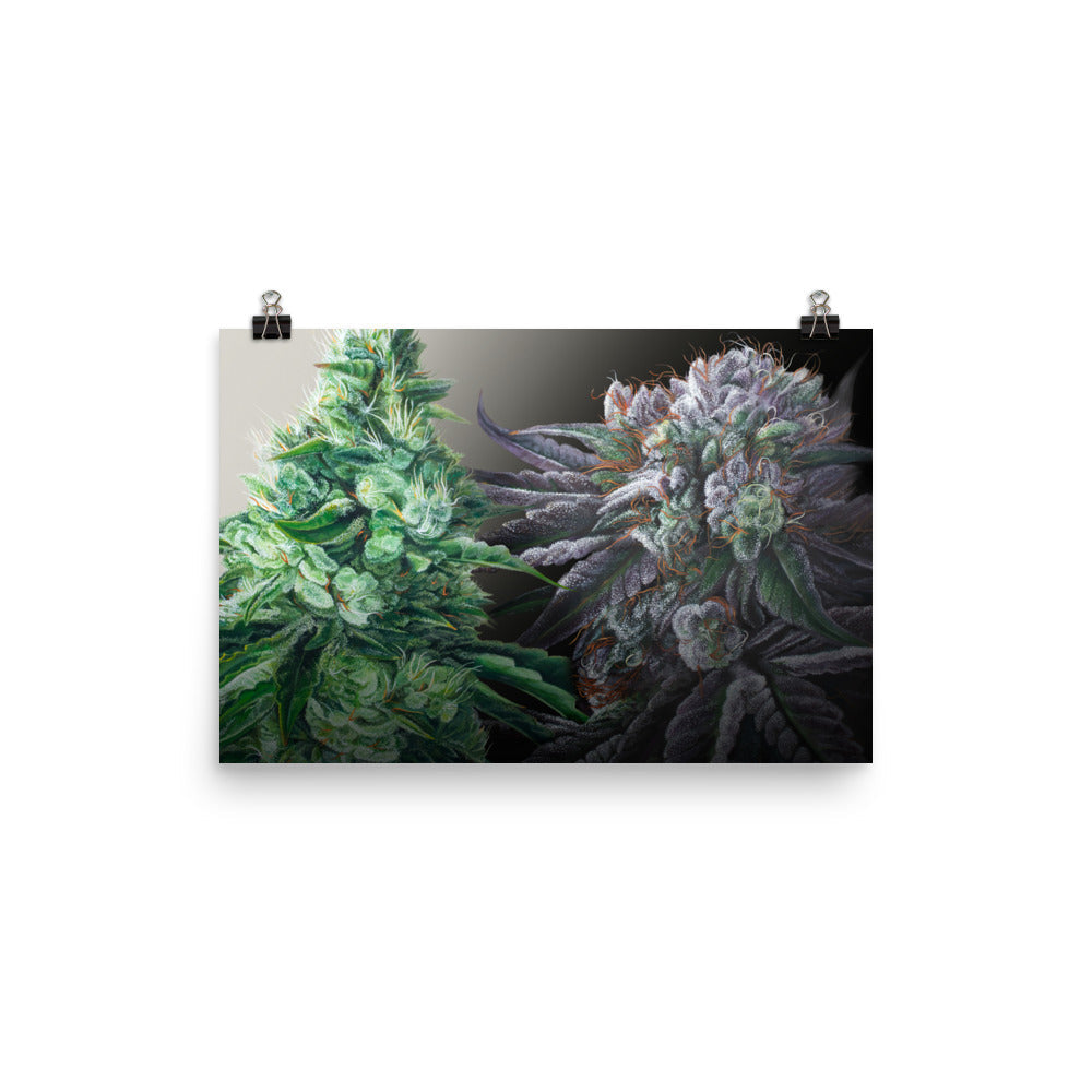 Day & Night Cannabis Strain Art Poster – 18x12" Matte Print