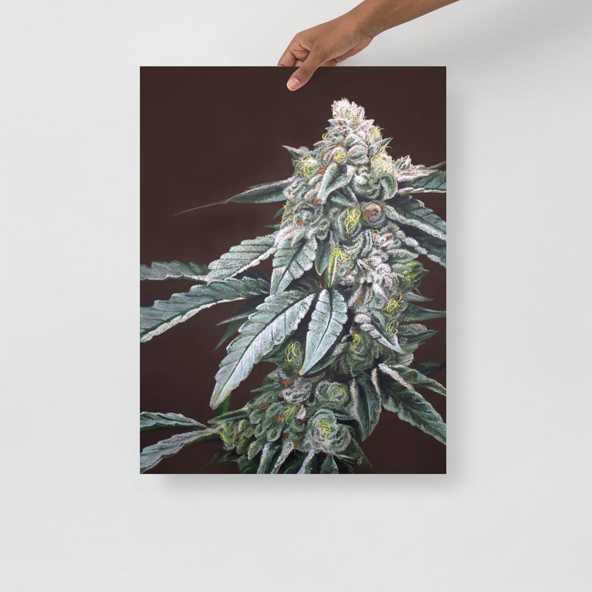 Boston Cream Pie Cannabis Strain Art Poster – 18x24" Matte Print
