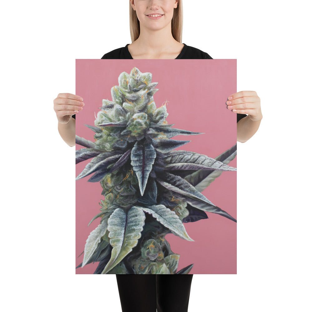 Dosidos Cannabis Strain Art Poster – 18x24" Matte Print