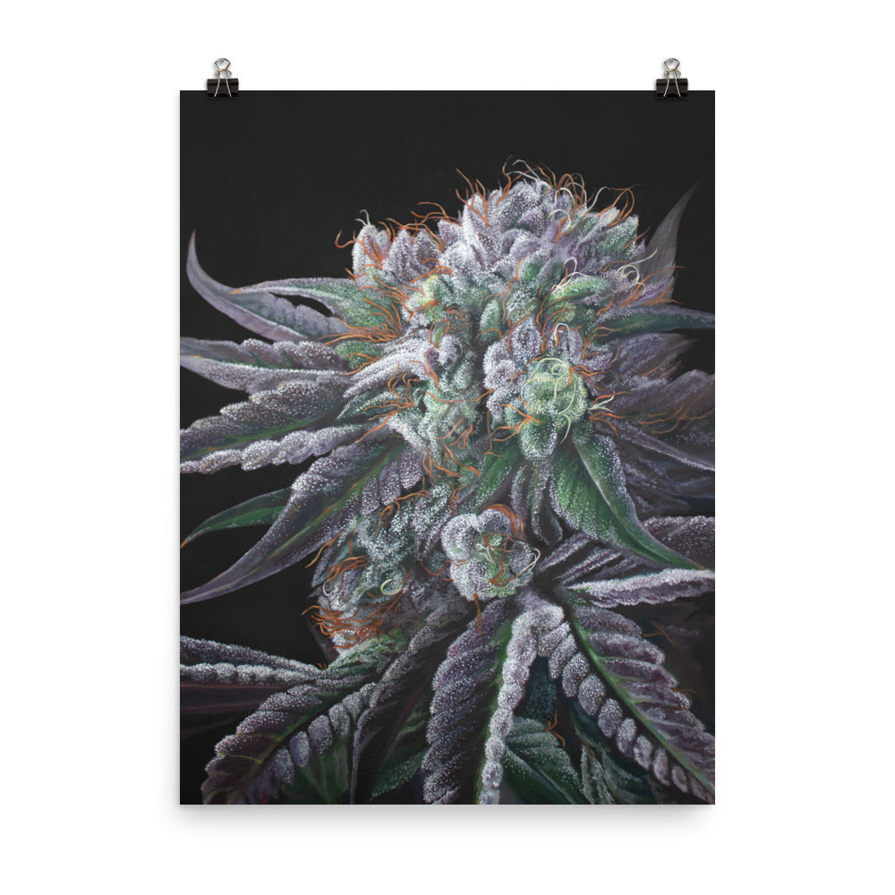 Black Afghan Indica Cannabis Strain Art Poster – 18x24" Matte Print