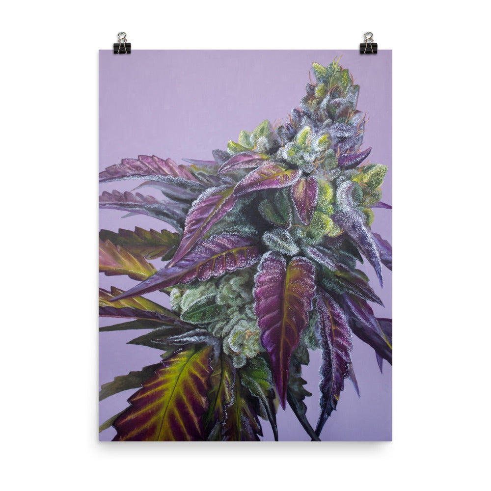 Dream Factory Cannabis Strain Art Poster – 18x24" Matte Print