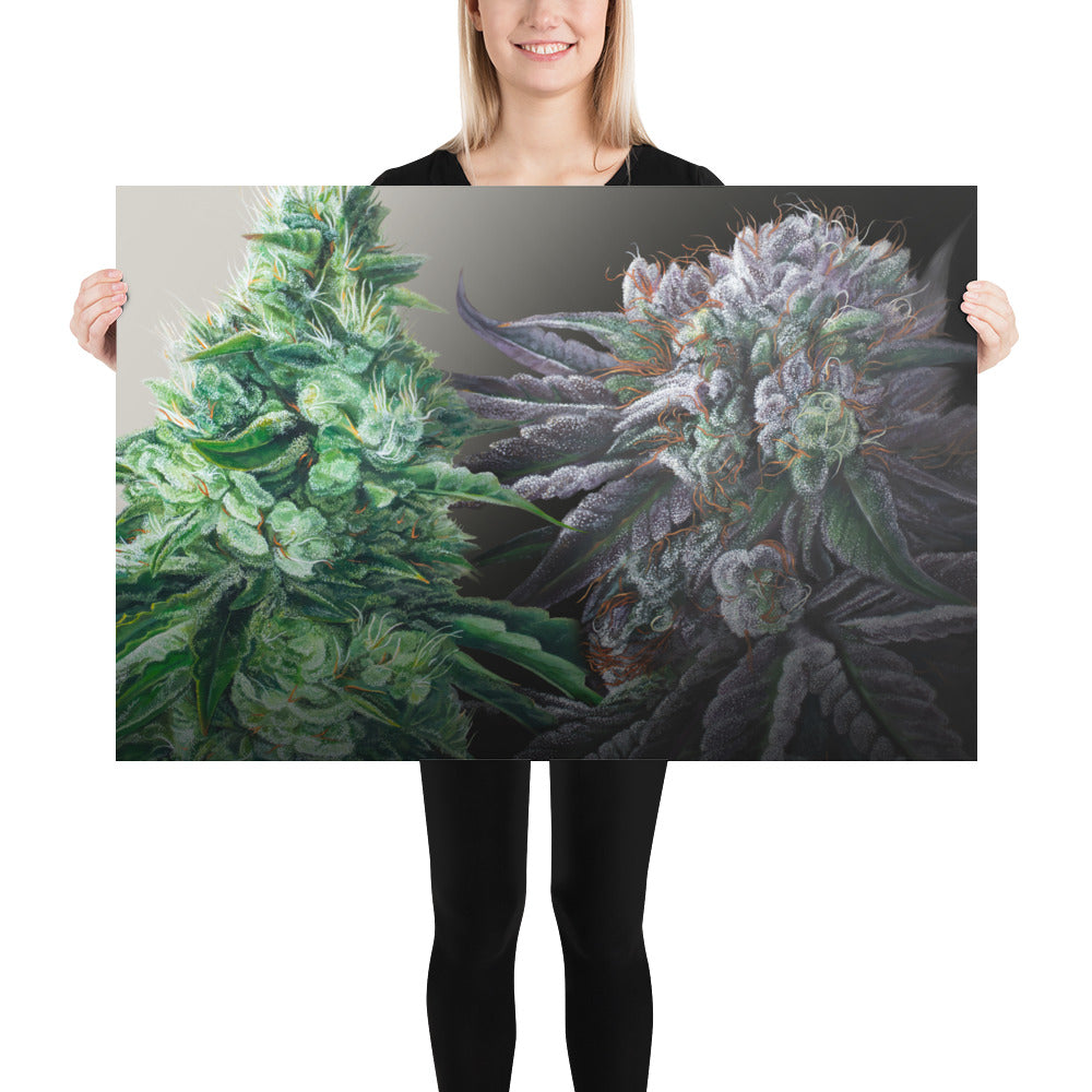 Day & Night Cannabis Strain Art Poster – White Durban & Black Afghan - 36" x 24"