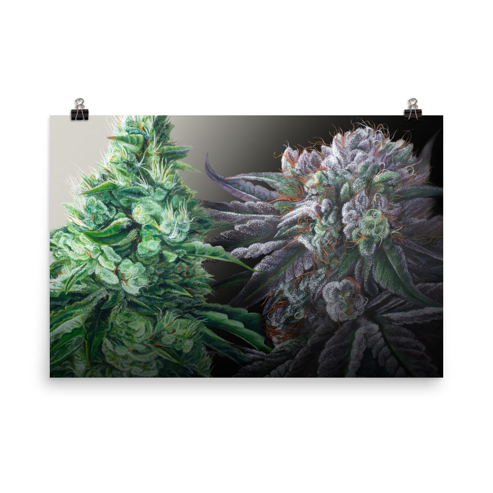 Day & Night Cannabis Strain Art Poster – White Durban & Black Afghan - 36" x 24"