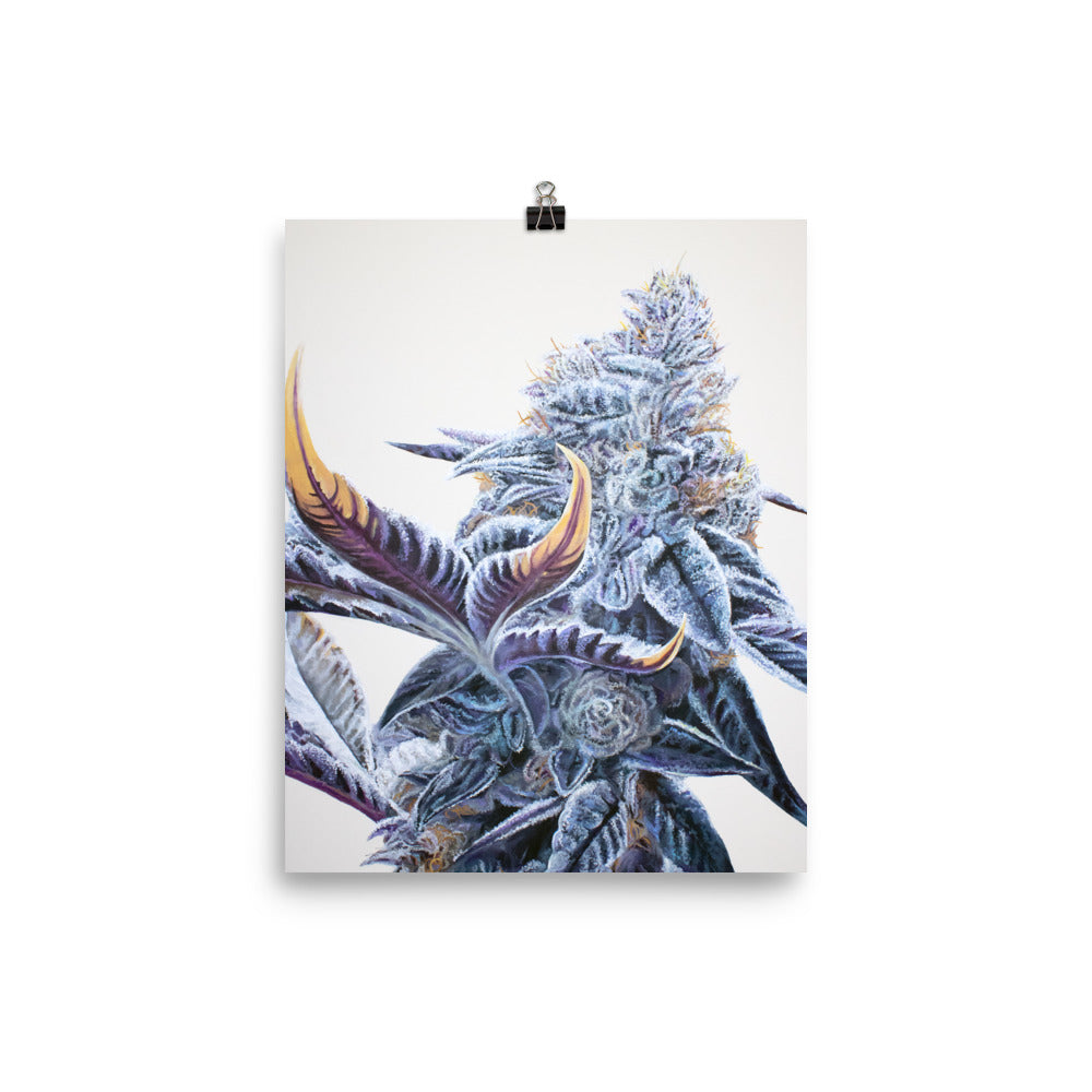 Ice Cream Cake Cannabis Strain Poster – 8"x10" Print