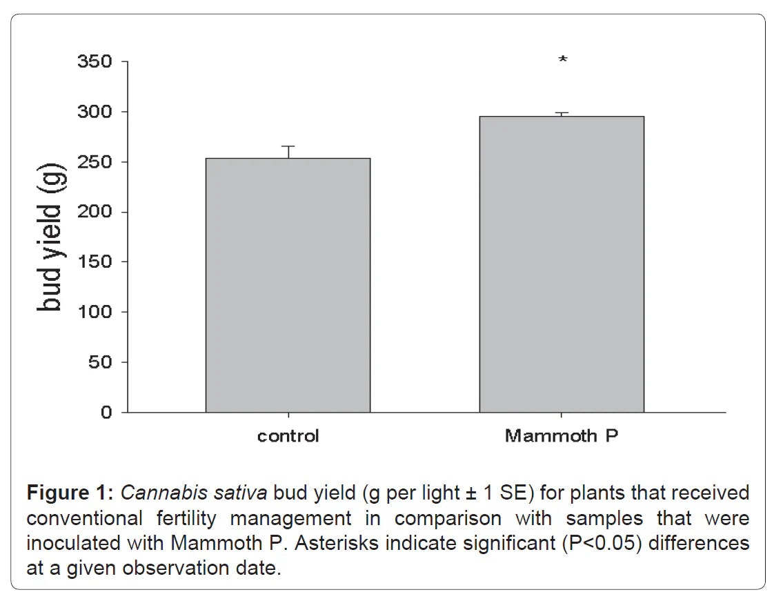 Bar graph comparing bud yield of Cannabis sativa between 'control' and 'Mammoth P' treatments.