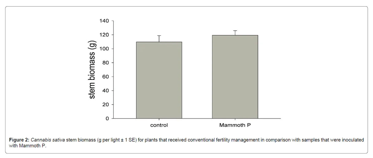 Bar graph comparing stem biomass of Cannabis sativa between 'control' and 'Mammoth P' treatments.