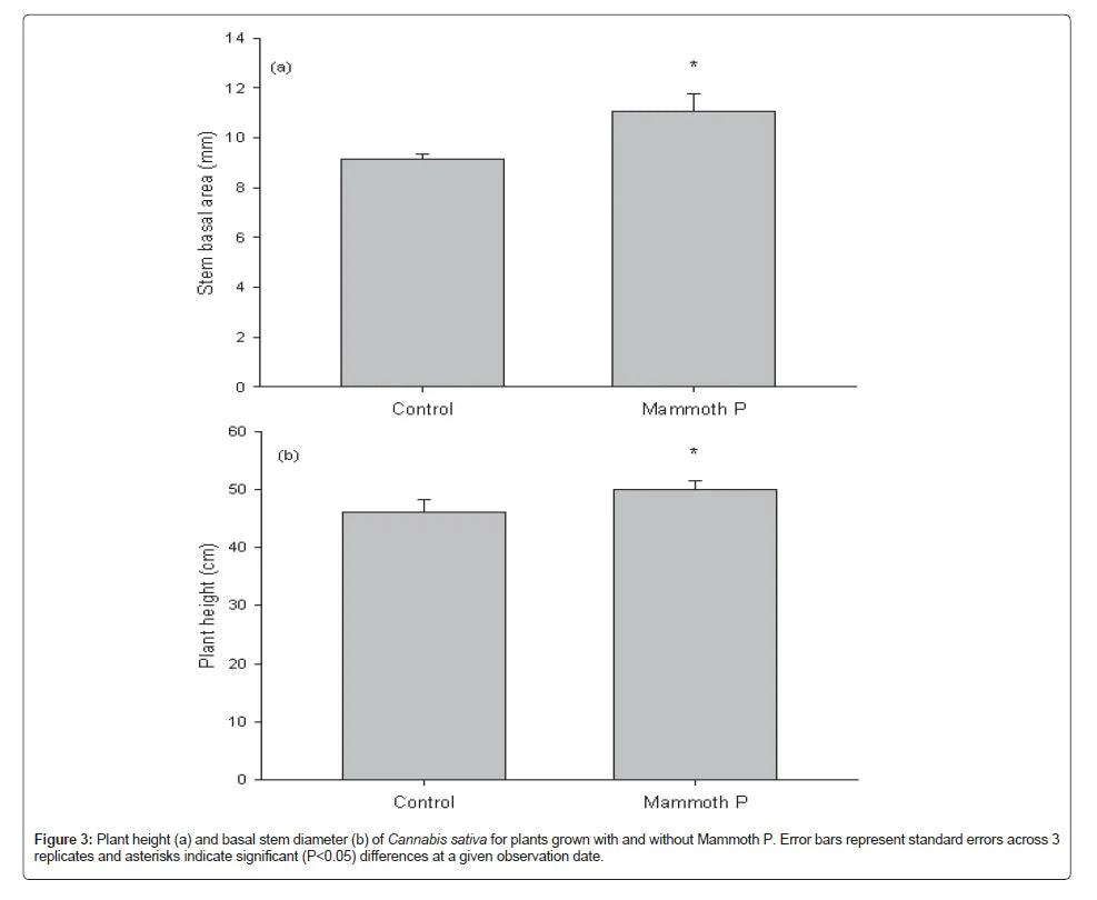Bar graph comparing stem basal area and plant height between 'Control' and 'Mammoth P' cannabis varieties.