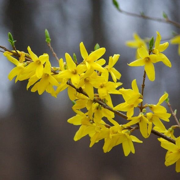 Yellow Forsythia Lynwood Variety Shrub