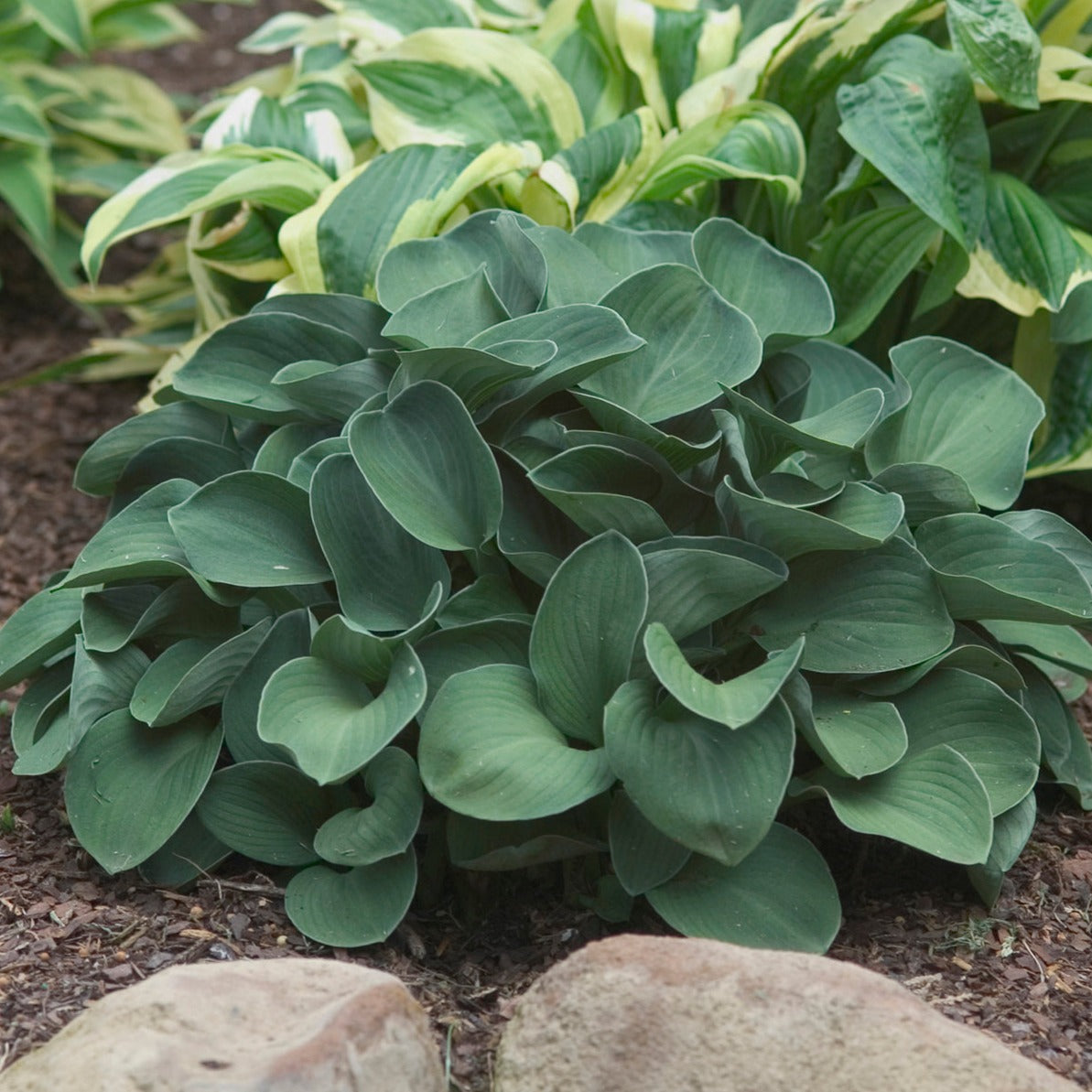 Blue Mouse Ear Hosta Plant – Miniature Blue-Green Perennial
