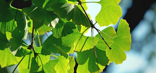 Ginkgo Biloba Tree