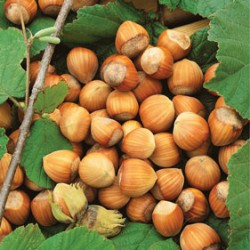 American Hazelnut Shrub – Corylus americana