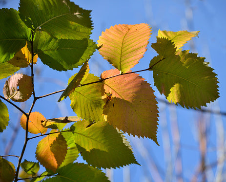 American Hazelnut Shrub – Corylus americana