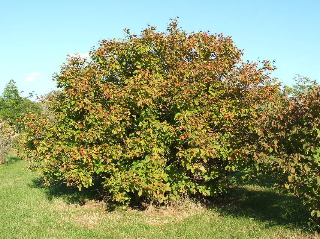 American Hazelnut Shrub – Corylus americana
