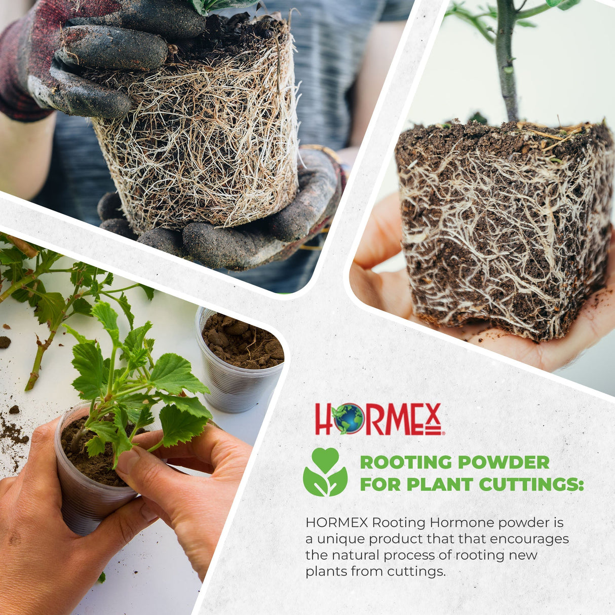 Hormex Rooting Duo – Vitamin B1 Concentrate (8 oz) + Rooting Powder #8 (21g)