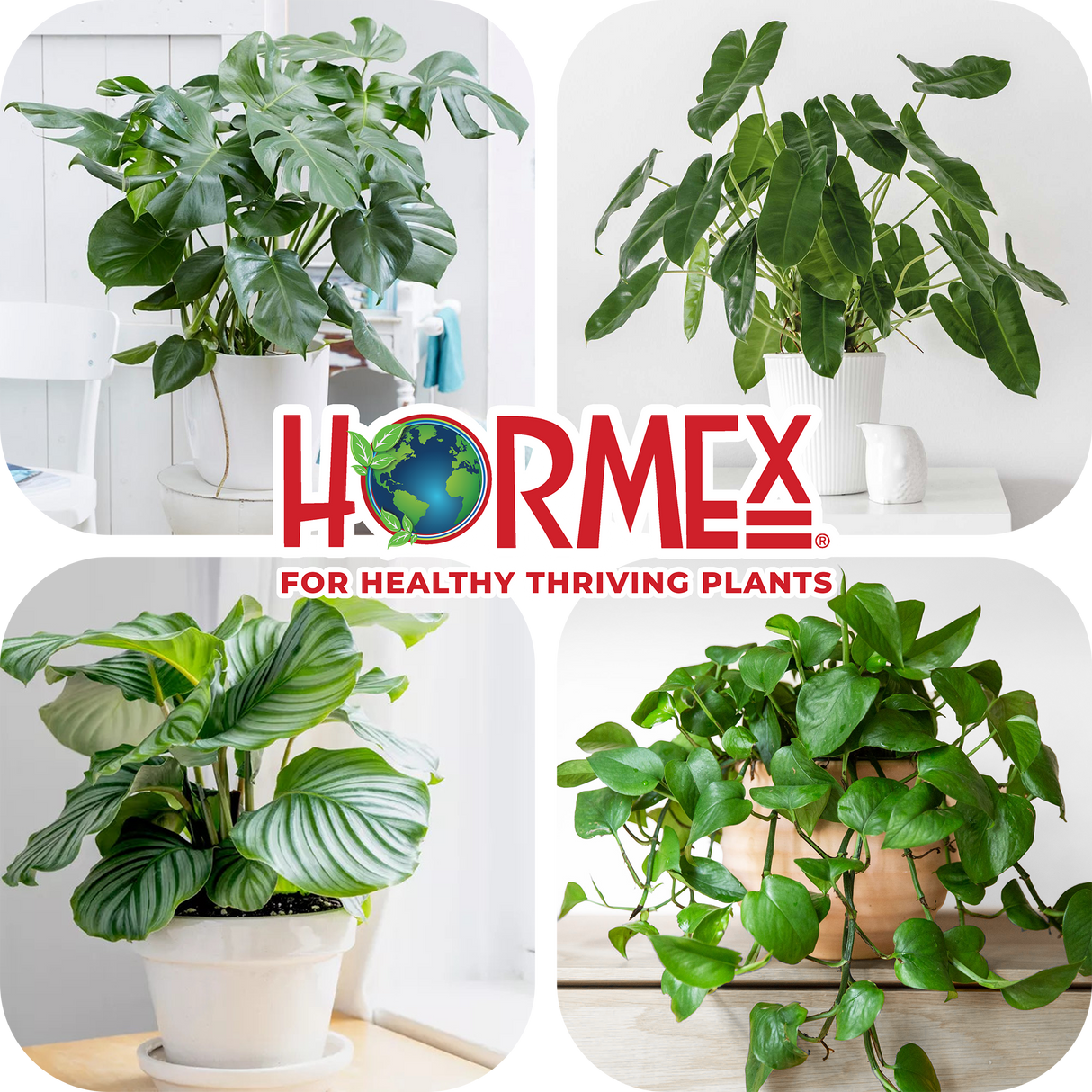 Hormex Rooting Duo – Vitamin B1 Concentrate (8 oz) + Rooting Powder #8 (21g)