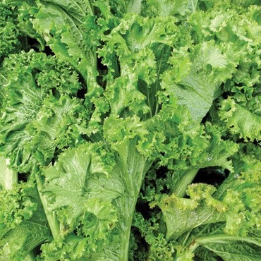 Organic Heirloom Henpecked Mustard Seeds