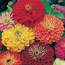 Zinnia California Giant Seed Mix