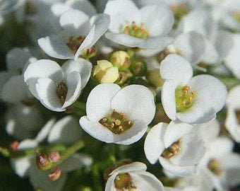 Heirloom Organic Alyssum Carpet of Snow Seeds – 20 Pack White Flowers
