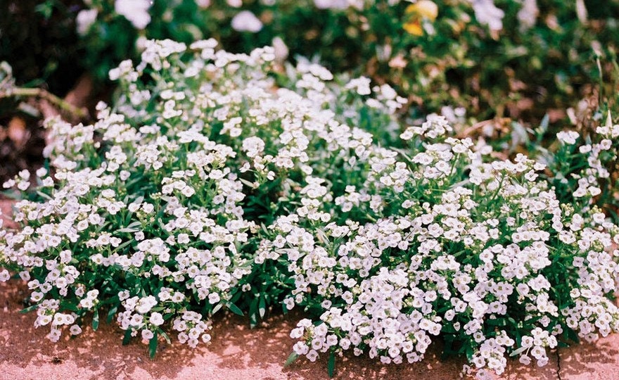 Heirloom Organic Alyssum Carpet of Snow Seeds – 20 Pack White Flowers