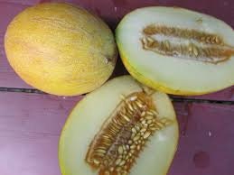 Rare Heirloom Organic Sharlyn Melon Seeds, Pack of 10