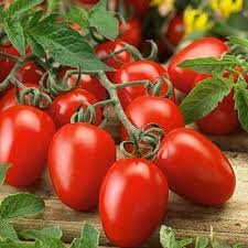 Heirloom Organic Big Mama Tomato Seeds, Pack of 10