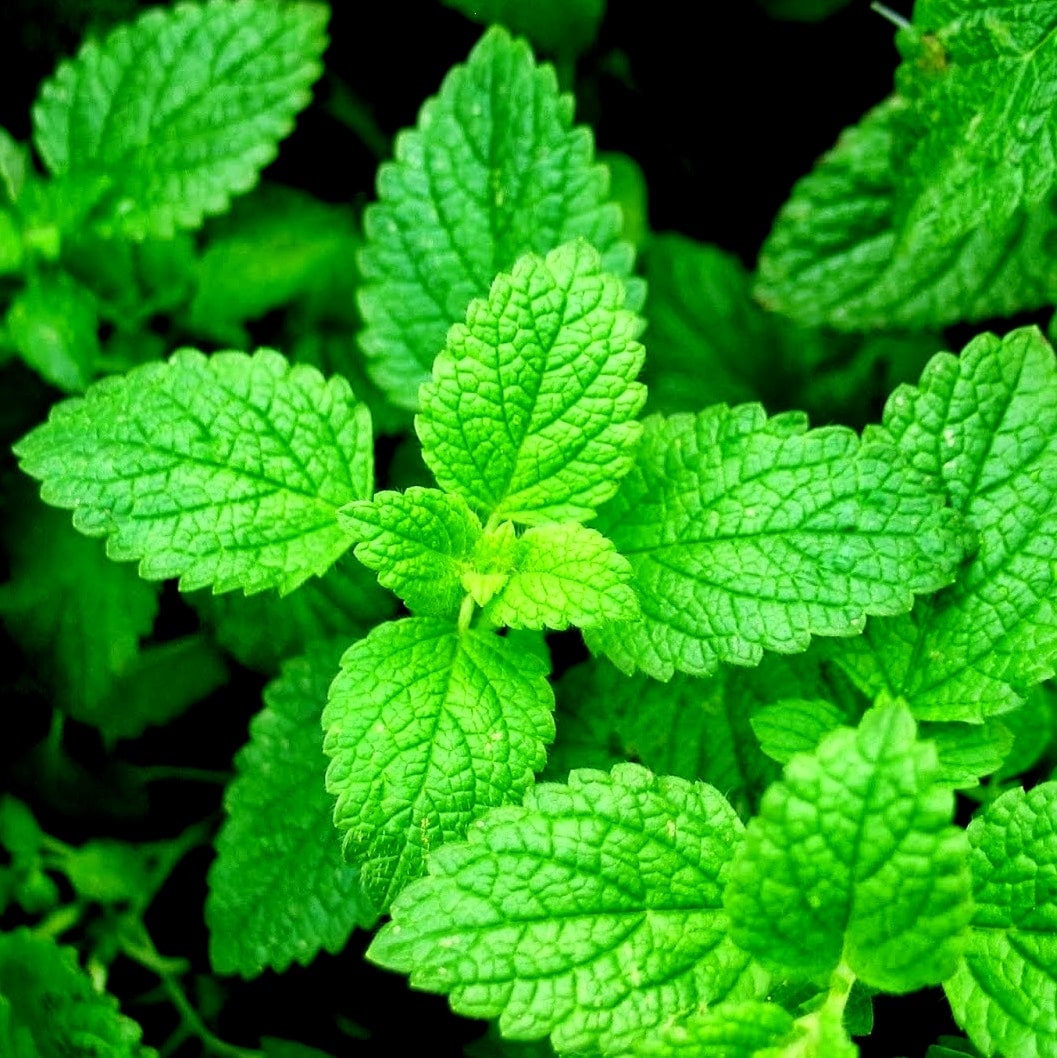 Organic Peppermint Seeds – 10 Seeds