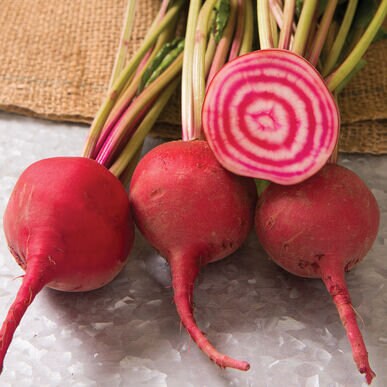 Heirloom Organic Chioggia Guardsmark Beet Seeds - Bullseye Beet