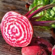 Heirloom Organic Chioggia Guardsmark Beet Seeds - Bullseye Beet