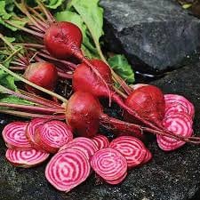 Heirloom Organic Chioggia Guardsmark Beet Seeds - Bullseye Beet